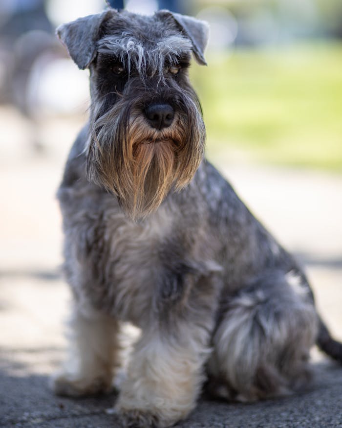 Charming Miniature Schnauzer sitting on a sidewalk, showcasing its fluffy fur and attentive expression.