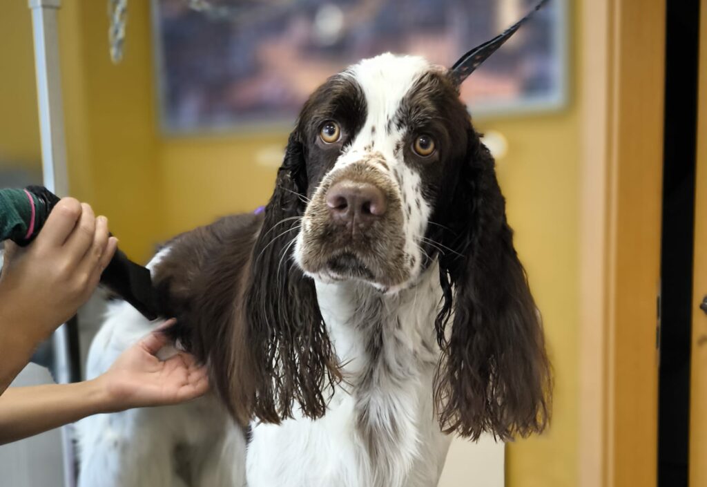 springer spaniel dogs in the city springer spaniel