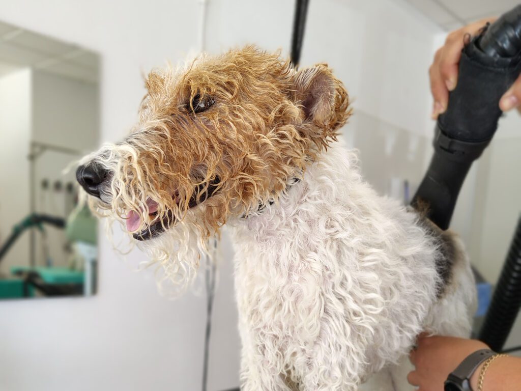 Banhos e tosquias Banhos e tosquias, sempre com o champô mais adequado ao tipo de pele e pelo do seu amigo de quatro patas.
